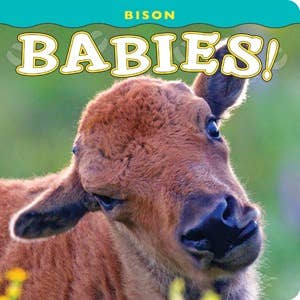 Bison Babies